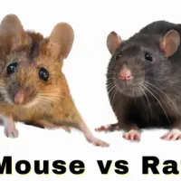 mouse vs rat identification