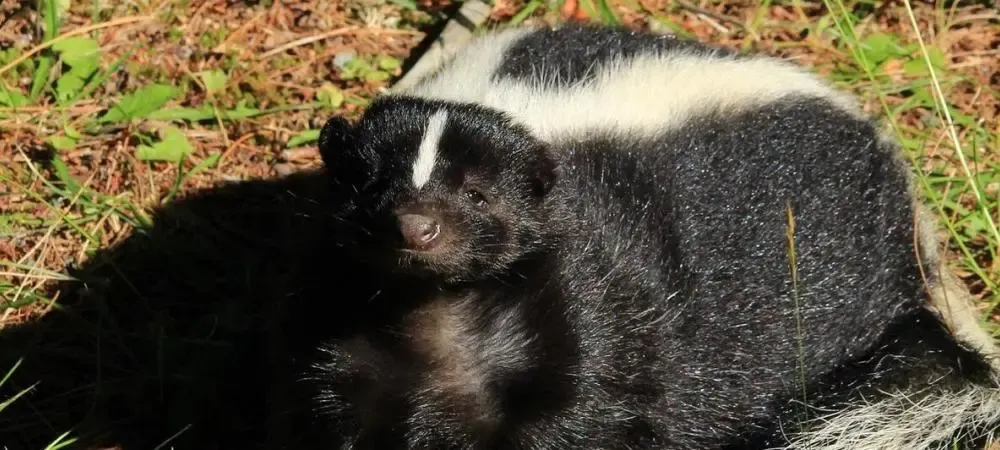 skunk laying down on the ground