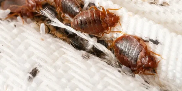 bed bugs on mattress