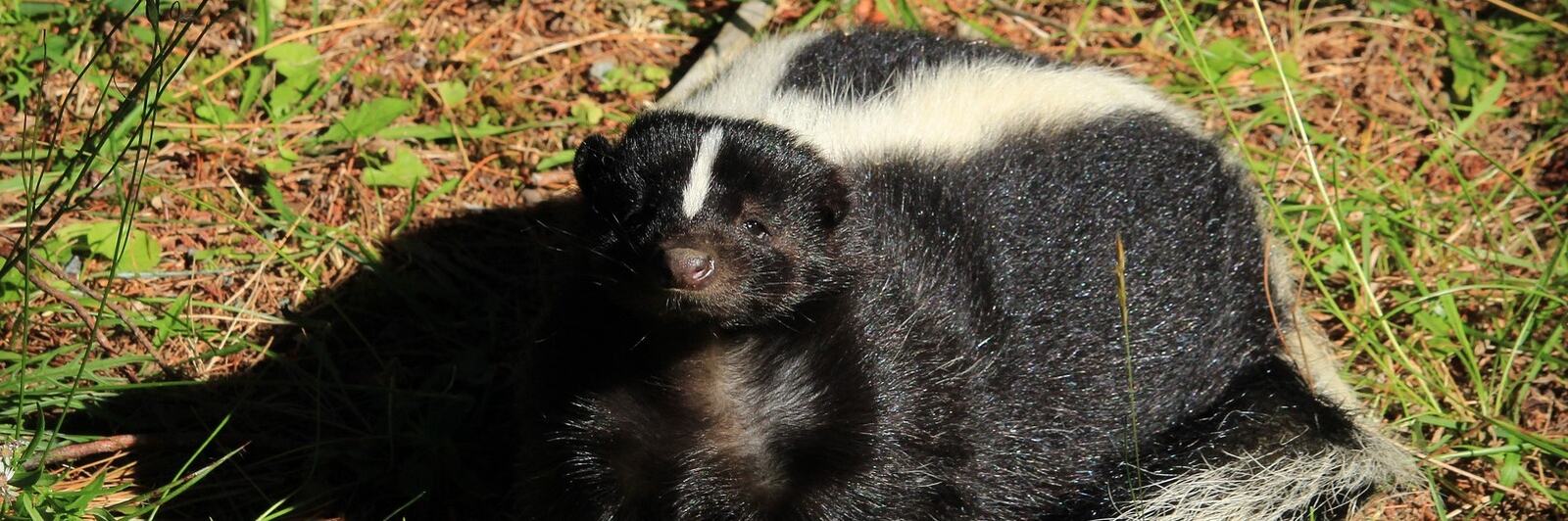 How Far Can a Skunk Spray? I All Seasons Pest Control