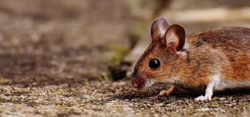 Deer Mouse