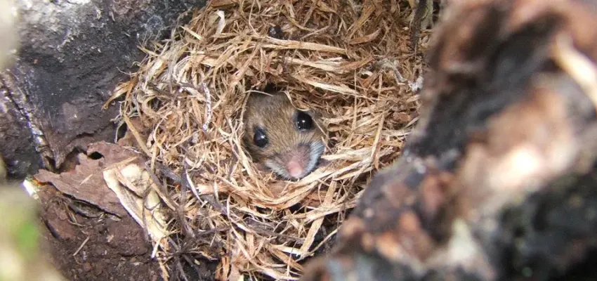 Mouse Nest