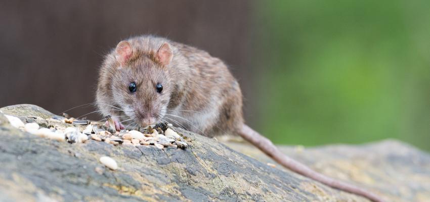 Norway Rat Eating Seeds