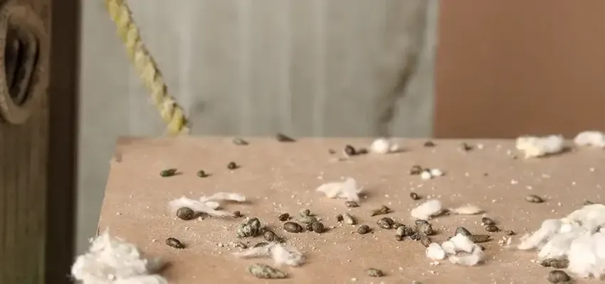 Rat Droppings