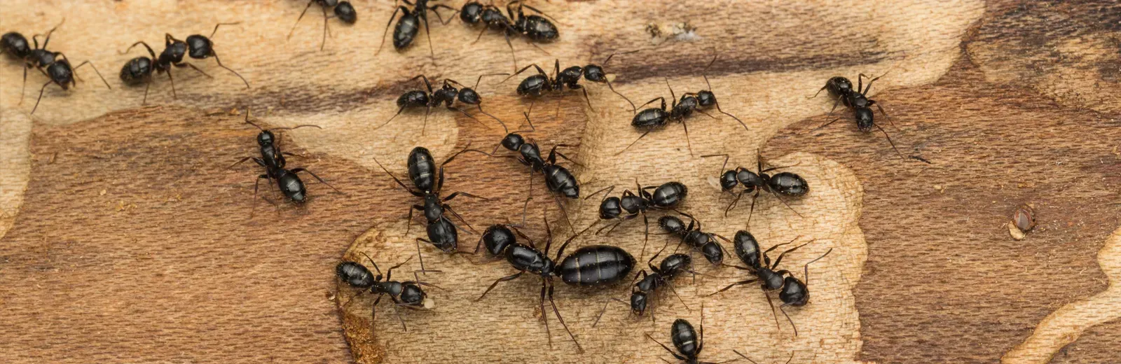 ants on wood