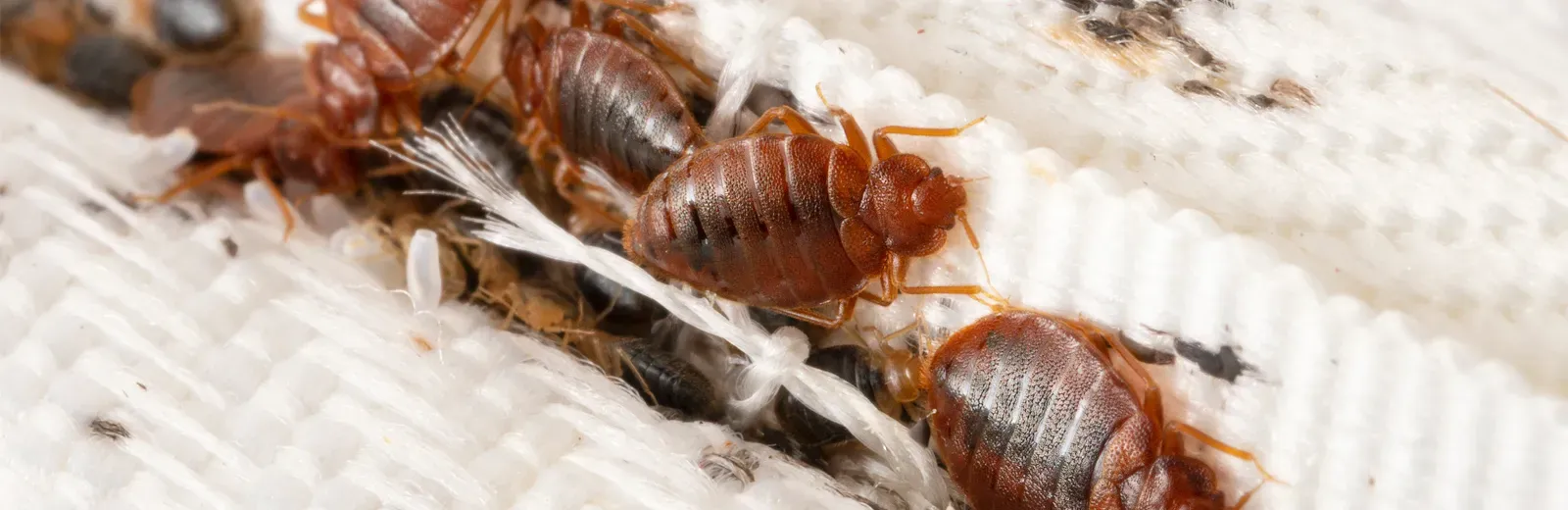 Bed bugs on a mattress