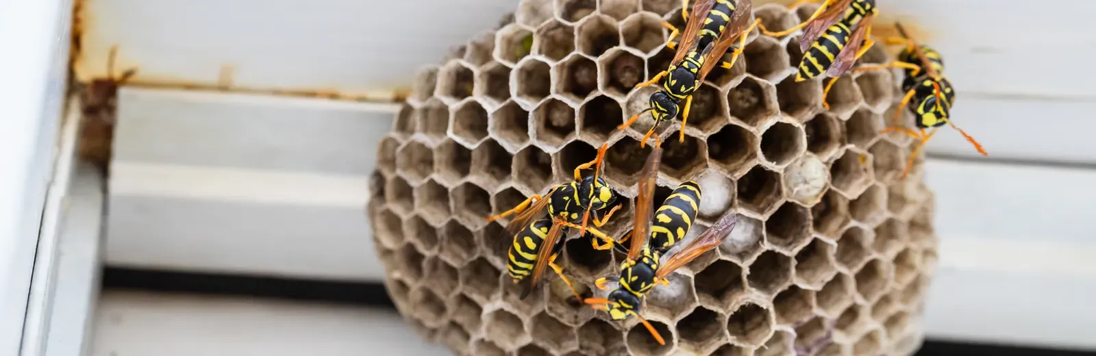 wasp nest