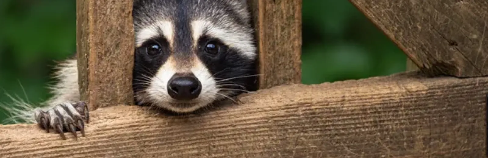 raccoon on back deck of house