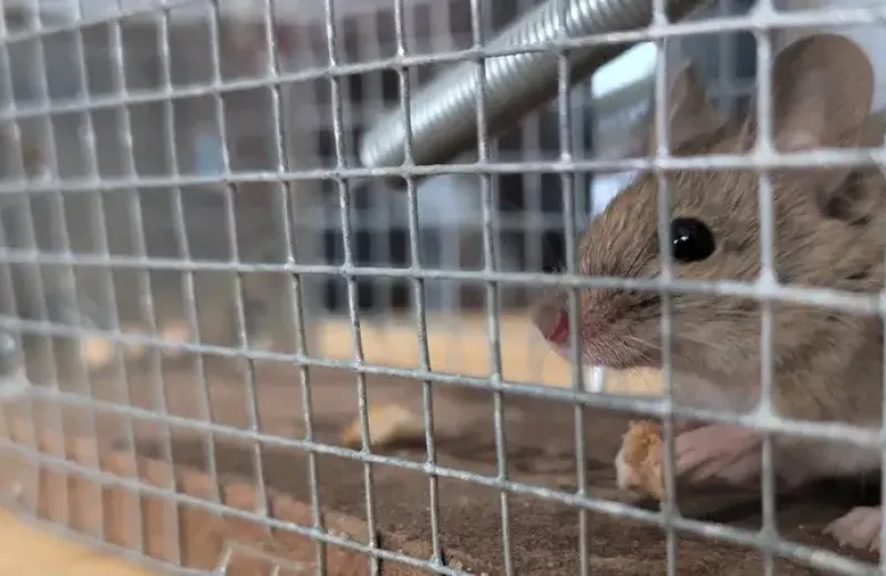 Mouse in Live Trap