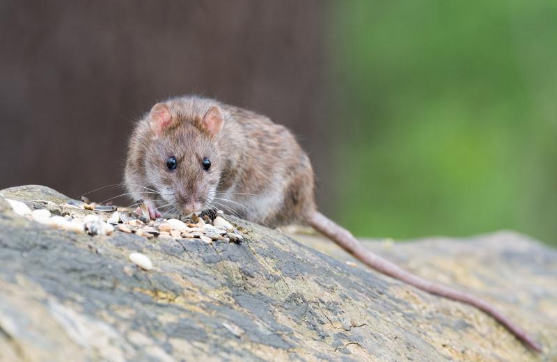 Norway Rat Eating Seeds
