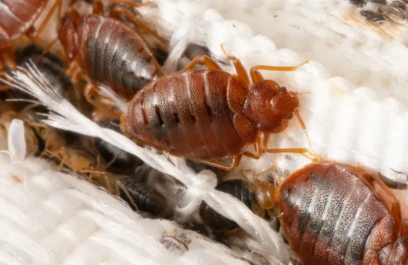 Bed bugs on a mattress