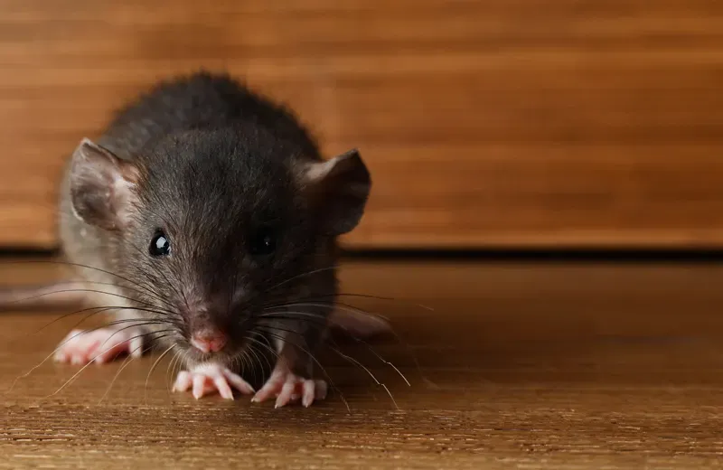 mouse in a house
