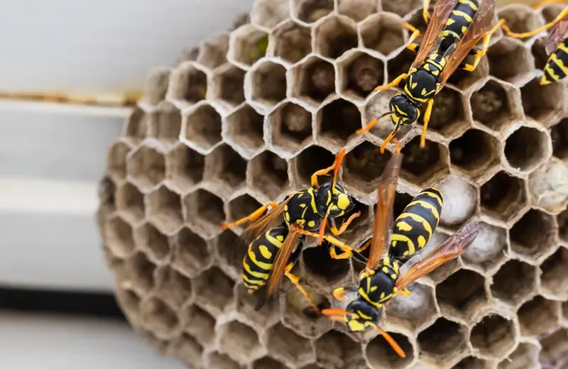wasp nest