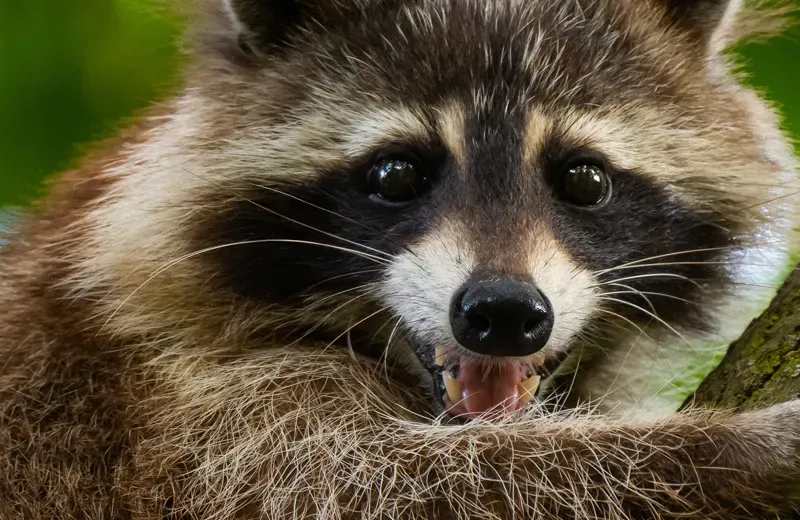 raccoon in tree