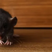 mouse in a house