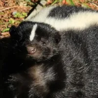 skunk laying down on the ground