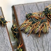 wasp