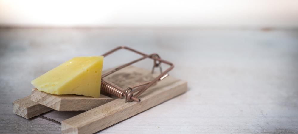 Snap Trap baited with Cheese