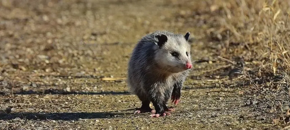 opossum in the yard