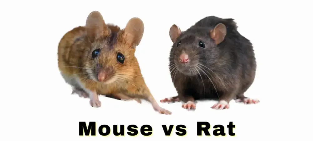 mouse vs rat identification