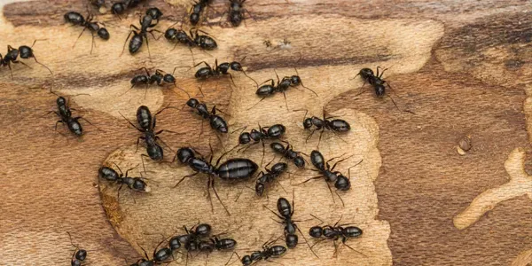 Ants on wood