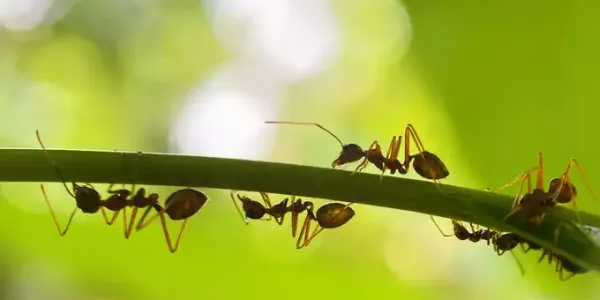 ants_on_plant