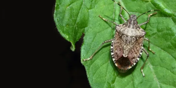 brown_marmorated_stink_bug