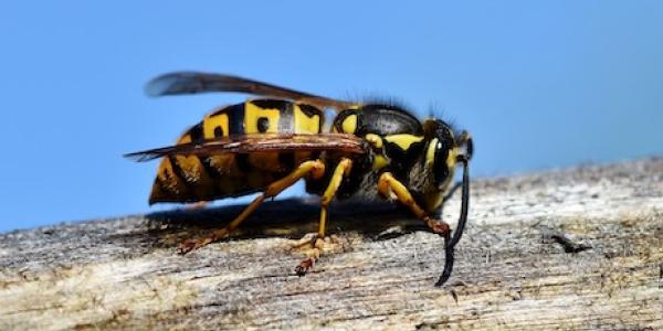 hornet on a stick
