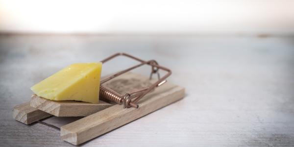 Snap Trap baited with Cheese