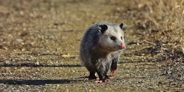 opossum in the yard