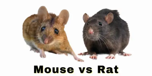 mouse vs rat identification