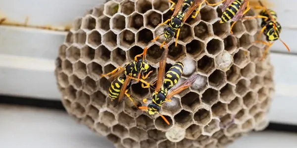 wasp nest