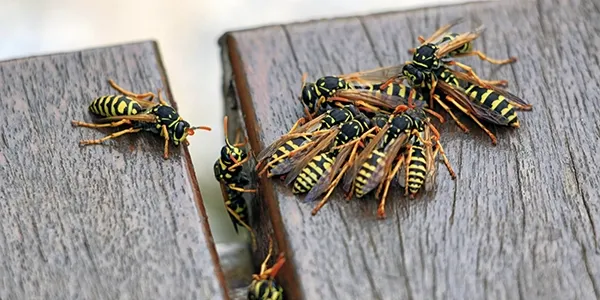 wasp