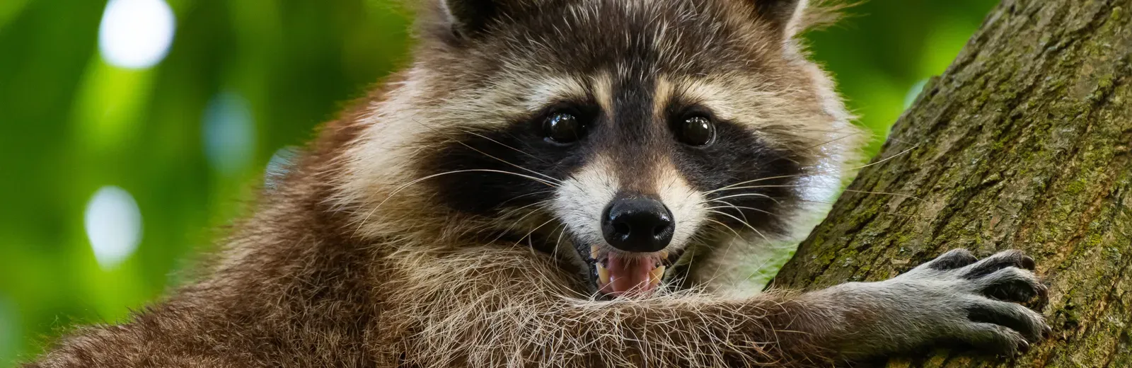 raccoon in tree