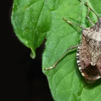 brown_marmorated_stink_bug