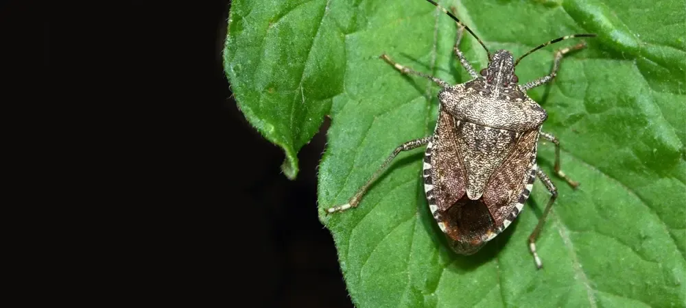 brown_marmorated_stink_bug
